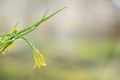 Spring colors with bokeh and drops, abstract early flowers on bokeh background at sunrise Royalty Free Stock Photo