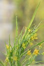 Spring colors with bokeh and drops, abstract early flowers on bokeh background at sunrise Royalty Free Stock Photo