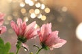 Spring colors with bokeh and drops, abstract early flowers on bokeh background at sunrise