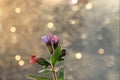 Spring colors with bokeh and drops, abstract early flowers on bokeh background at sunrise Royalty Free Stock Photo