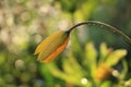 Spring colors with bokeh and drops, abstract early flowers on bokeh background at sunrise, Royalty Free Stock Photo