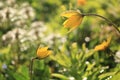 Spring colors with bokeh and drops, abstract early flowers on bokeh background at sunrise Royalty Free Stock Photo