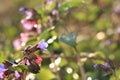 Spring colors with bokeh and drops, abstract early flowers on bokeh background at sunrise Royalty Free Stock Photo