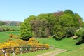 Spring colors countryside green trees yellow gorse Royalty Free Stock Photo