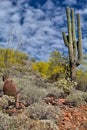 Spring Colors of the Desert Royalty Free Stock Photo