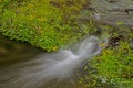 Rain runoff and wildflowers in the Great Smoky Mountains. Royalty Free Stock Photo