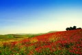 Spring colors, wild flowers pairie landscape