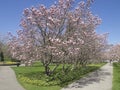 Spring Colour trees in Niagara fall.Canada Royalty Free Stock Photo
