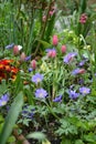 Spring colourful border with spring flowers ornamental garden