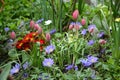 Spring colourful border with spring flowers ornamental garden