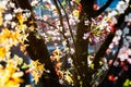 Spring colours - Tree in Bloom