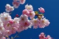Spring come back! Cherry tree blossom.