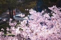 When spring comes, cherry blossoms are blooming Royalty Free Stock Photo
