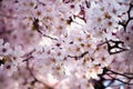 When spring comes, cherry blossoms are blooming Royalty Free Stock Photo