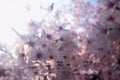 When spring comes, cherry blossoms are blooming Royalty Free Stock Photo