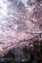 When spring comes, cherry blossoms are blooming Royalty Free Stock Photo