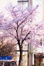 When spring comes, cherry blossoms are blooming Royalty Free Stock Photo