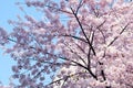 When spring comes, cherry blossoms are blooming Royalty Free Stock Photo
