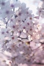 When spring comes, cherry blossoms are blooming Royalty Free Stock Photo
