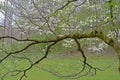 Looking through Dogwood blooms at a green field. Royalty Free Stock Photo