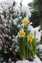 Spring comes, willow catkin and daffodil Royalty Free Stock Photo