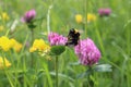 Spring is coming, close-up of a bumblebee intent on sucking nectar from a flower