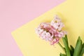 spring coming concept. pink hyacinth flowers on pastel yellow and pink colors background. Spring or summer postcard.