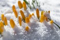 spring is coming - the first buds in the snow Royalty Free Stock Photo