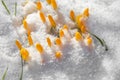 spring is coming - the first buds in the snow Royalty Free Stock Photo