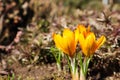 Spring is coming. The first yellow crocuses in my garden on a sunny day Royalty Free Stock Photo