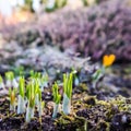 Spring is coming. The first yellow crocuses in my garden on a sunny day Royalty Free Stock Photo