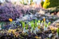 Spring is coming. The first yellow crocuses in my garden on a sunny day Royalty Free Stock Photo