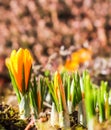 Spring is coming. The first yellow crocuses in my garden on a sunny day Royalty Free Stock Photo