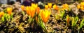 Spring is coming. The first yellow crocuses in my garden on a sunny day Royalty Free Stock Photo