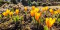Spring is coming. The first yellow crocuses in my garden on a sunny day Royalty Free Stock Photo