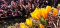 Spring is coming. The first yellow crocuses in my garden on a sunny day Royalty Free Stock Photo