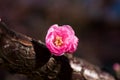 Plum blossoms on the trunk