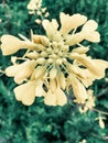 Spring is coming, go to nature enjoy your life. Closeup of flowers, plants.