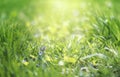 Spring is coming, light blue border background with grass and violet flower, shine, blurred image with place for text