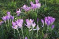 Dutch spring blossom in the Netherlands Royalty Free Stock Photo