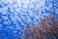 Blue sky full of cherry blossoms