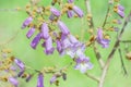 Paulownia Fortunei in Bloom Royalty Free Stock Photo