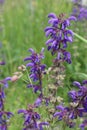 Spring is coming, the small purple flowers color the background of the green meadow