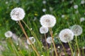 Spring is coming, the swollen and light dandelions move in the breath of the wind