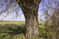 Spring is coming to Brandenburg, the meadows are slowly turning green