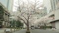 Spring coming to Japan