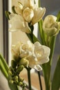 Spring is coming. White beautiful flowers, closeup Royalty Free Stock Photo