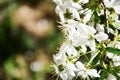 Spring is coming, white flowers Royalty Free Stock Photo