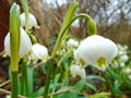 Spring is comming, snowflakes bloom in deep wild nature in forest in middle of Europe