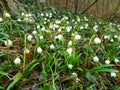 Spring is comming, snowflakes bloom in deep wild nature in forest in middle of Europe